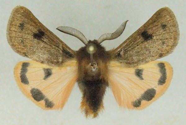 /filer/webapps/moths/media/images/P/perpunctata_Pseudophragmatobia_AM_Stroehle_03.jpg