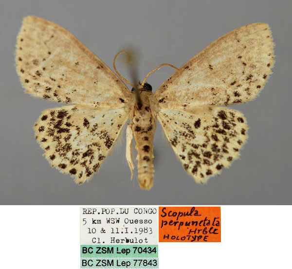 /filer/webapps/moths/media/images/P/perpunctata_Scopula_HT_ZSM_01.jpg