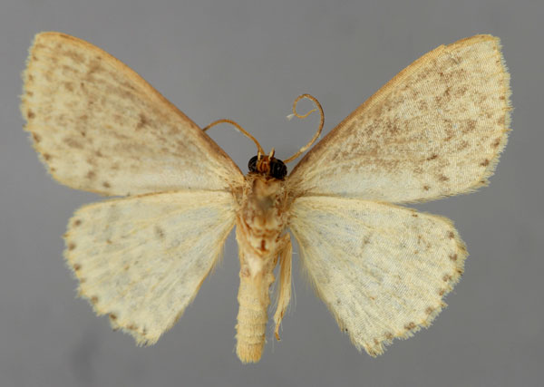 /filer/webapps/moths/media/images/P/perpunctata_Scopula_HT_ZSM_02.jpg