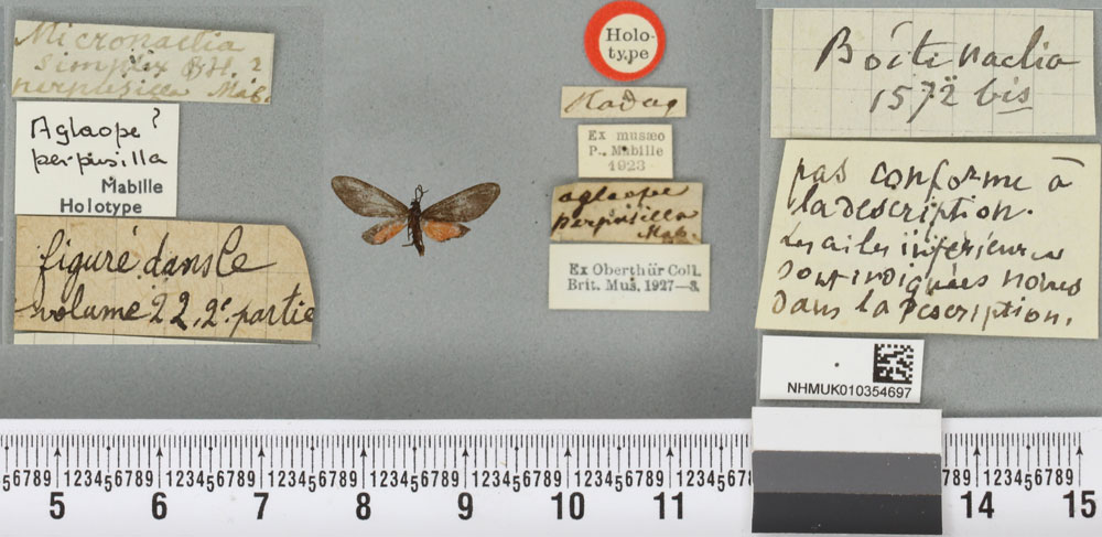 /filer/webapps/moths/media/images/P/perpusilla_Aglaope_HT_BMNHa.jpg