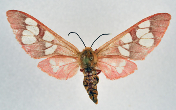 /filer/webapps/moths/media/images/P/perpusilla_Pseudothyretes_AF_NHMO.jpg