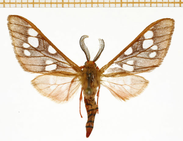 /filer/webapps/moths/media/images/P/perpusilla_Pseudothyretes_AM_DePrins.jpg