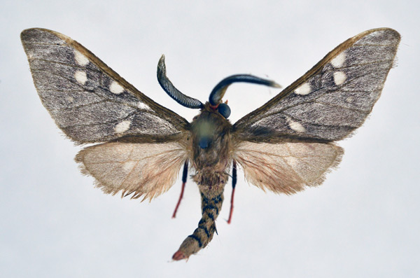 /filer/webapps/moths/media/images/P/perpusilla_Pseudothyretes_AM_NHMO.jpg