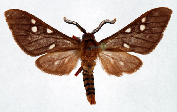 /filer/webapps/moths/media/images/P/perpusilla_Pseudothyretes_AM_Ochse.jpg