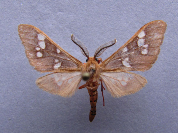 /filer/webapps/moths/media/images/P/perpusilla_Pseudothyretes_A_Baron.jpg