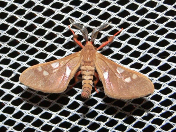 /filer/webapps/moths/media/images/P/perpusilla_Pseudothyretes_A_Goff.jpg