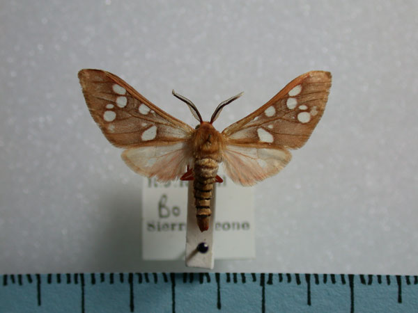 /filer/webapps/moths/media/images/P/perpusilla_Pseudothyretes_A_Revell.jpg
