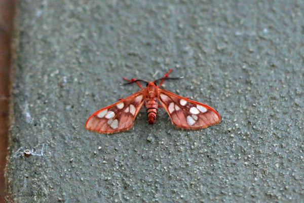 /filer/webapps/moths/media/images/P/perpusilla_Pseudothyretes_A_Voaden.jpg