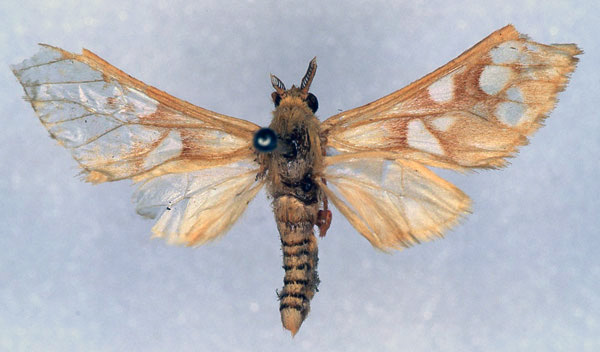 /filer/webapps/moths/media/images/P/perpusilla_Pseudothyretes_HT_BMNH_01.jpg