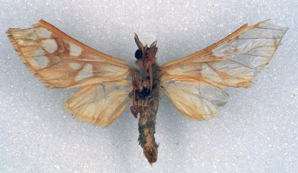 /filer/webapps/moths/media/images/P/perpusilla_Pseudothyretes_HT_BMNH_02.jpg