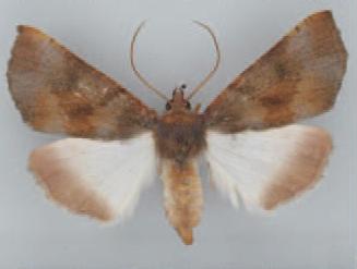 /filer/webapps/moths/media/images/P/perquisita_Illa_AF_TMSA_01.jpg