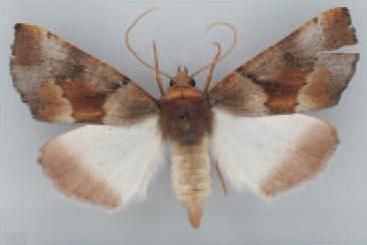 /filer/webapps/moths/media/images/P/perquisita_Illa_AF_TMSA_02.jpg