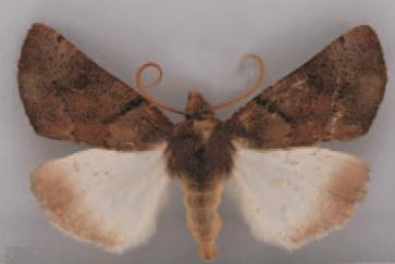 /filer/webapps/moths/media/images/P/perquisita_Illa_AM_TMSA_02.jpg