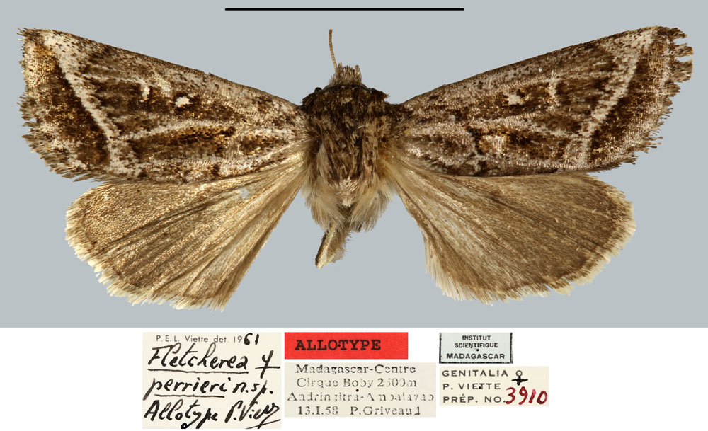 /filer/webapps/moths/media/images/P/perrieri_Fletcherea_AT_MNHN.jpg
