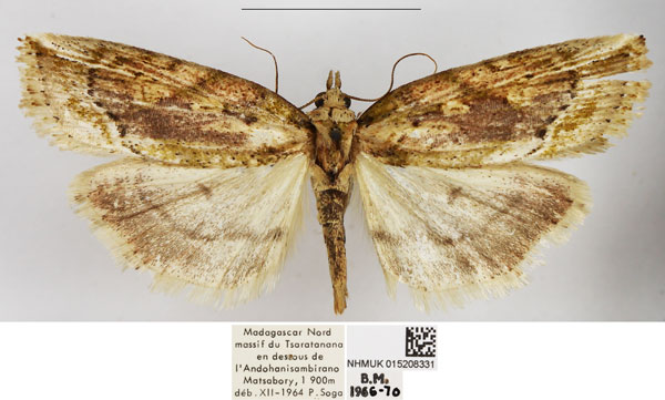 /filer/webapps/moths/media/images/P/perrieri_Maliattha_AF_NHMUK.jpg