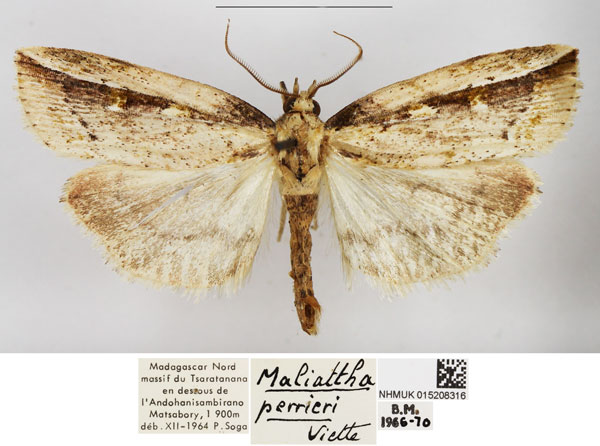 /filer/webapps/moths/media/images/P/perrieri_Maliattha_AM_NHMUK.jpg