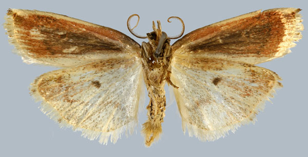 /filer/webapps/moths/media/images/P/perrieri_Maliattha_HT_MNHNb.jpg