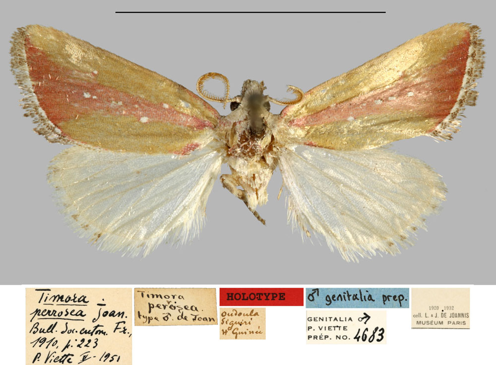 /filer/webapps/moths/media/images/P/perrosea_Timora_HT_MNHN.jpg