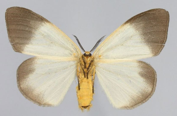 /filer/webapps/moths/media/images/P/perroti_Sychnacedes_AF_Golovizinb.jpg