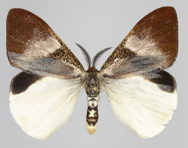 /filer/webapps/moths/media/images/P/perroti_Sychnacedes_AM_Golovizina.jpg