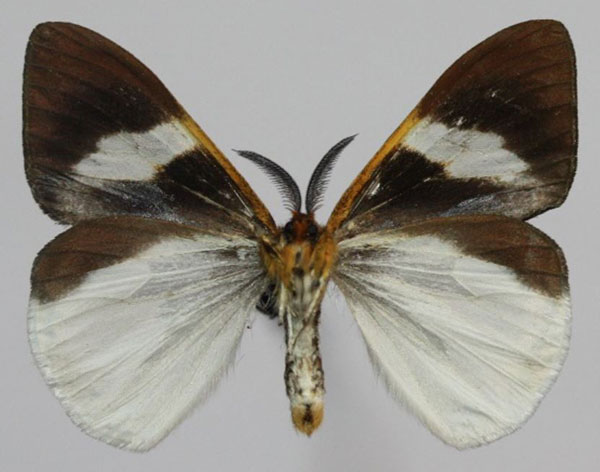 /filer/webapps/moths/media/images/P/perroti_Sychnacedes_AM_Golovizinb.jpg