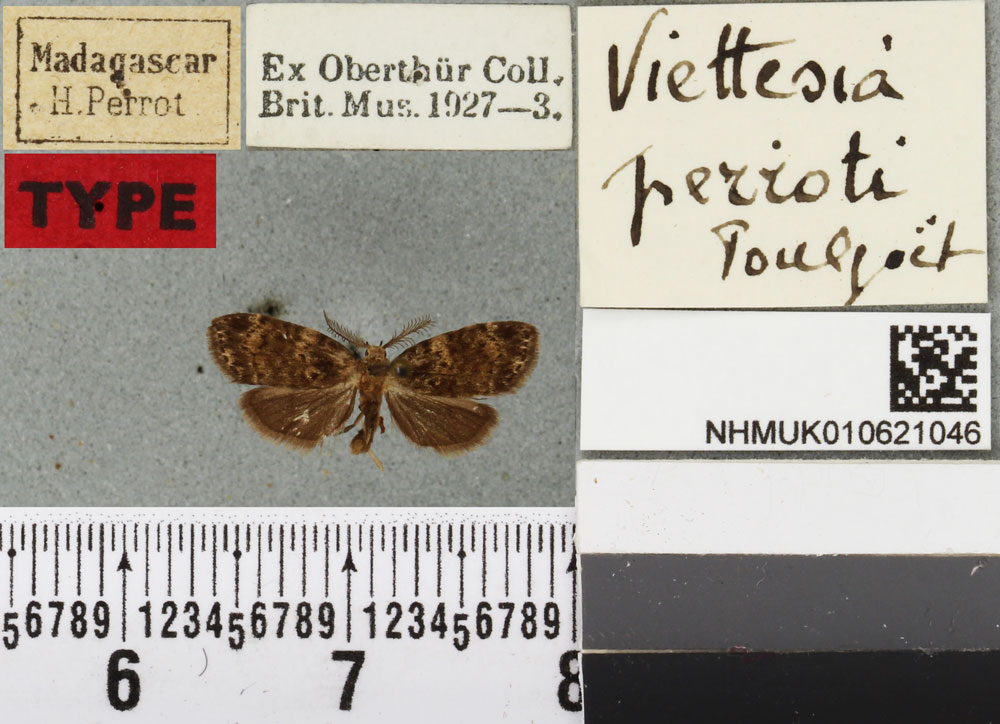 /filer/webapps/moths/media/images/P/perroti_Viettesia_HT_BMNHa.jpg