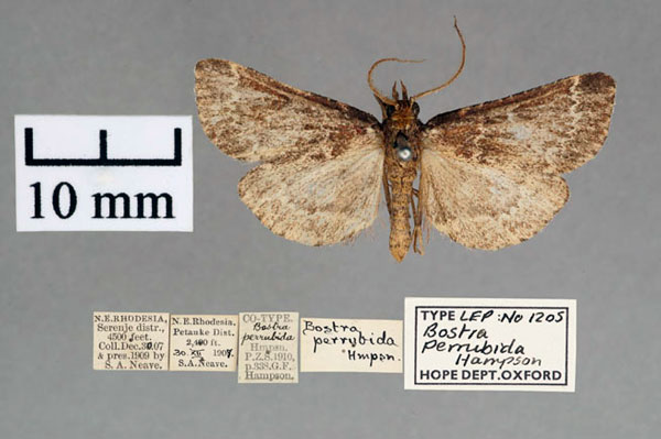 /filer/webapps/moths/media/images/P/perrubida_Bostra_ST_OUMNH_01.jpg