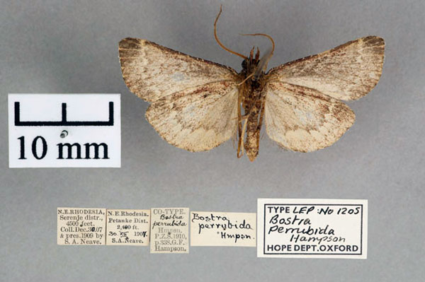 /filer/webapps/moths/media/images/P/perrubida_Bostra_ST_OUMNH_02.jpg