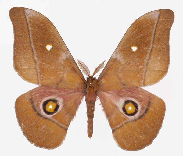 /filer/webapps/moths/media/images/P/perscitus_Gonimbrasia_AM_Basquina.jpg
