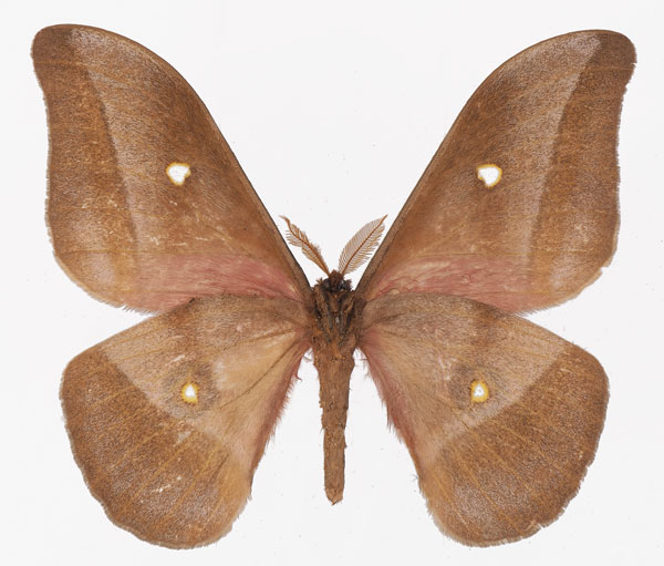 /filer/webapps/moths/media/images/P/perscitus_Gonimbrasia_AM_Basquinb.jpg