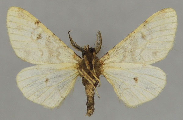 /filer/webapps/moths/media/images/P/perse_Exeliopsis_AM_ZSMb.jpg