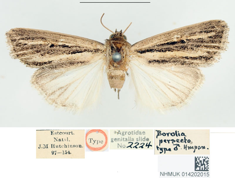 /filer/webapps/moths/media/images/P/persecta_Borolia_STM_BMNH.jpg