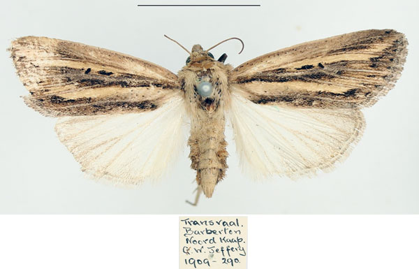 /filer/webapps/moths/media/images/P/persecta_Mythimna_AF_BMNH_01.jpg