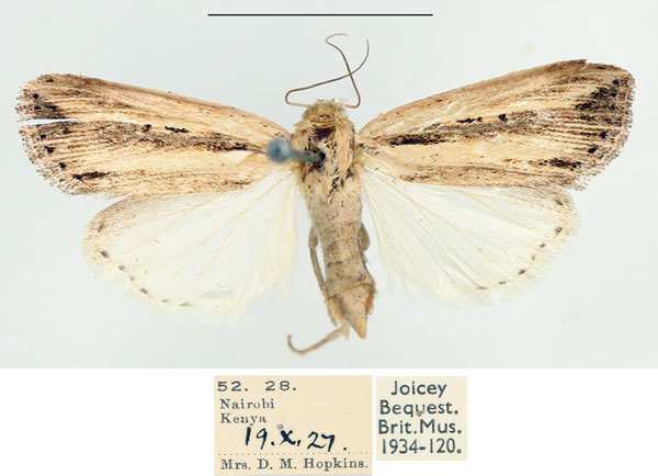/filer/webapps/moths/media/images/P/persecta_Mythimna_AF_BMNH_02.jpg