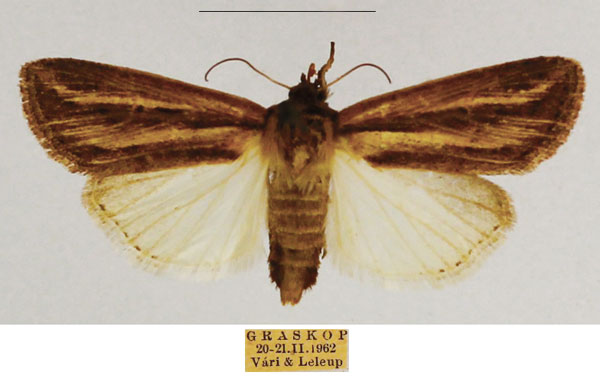 /filer/webapps/moths/media/images/P/persecta_Mythimna_AF_TMSA_02.jpg