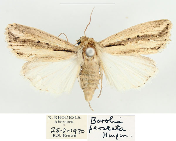 /filer/webapps/moths/media/images/P/persecta_Mythimna_AM_BMNH.jpg
