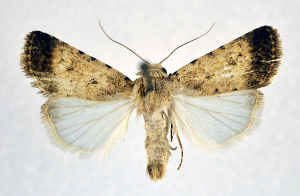 /filer/webapps/moths/media/images/P/persica_Caradrina_A_NHMO.jpg