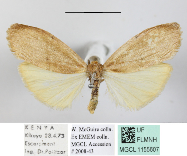 /filer/webapps/moths/media/images/P/persimilis_Aglossosia_A_MGCLa_01.JPG