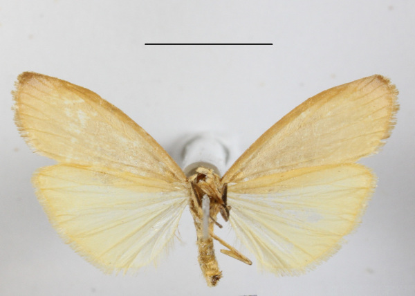 /filer/webapps/moths/media/images/P/persimilis_Aglossosia_A_MGCLb_01.JPG