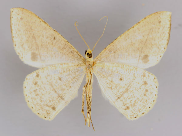 /filer/webapps/moths/media/images/P/persimilis_Conolophia_A_ZSM_02.jpg