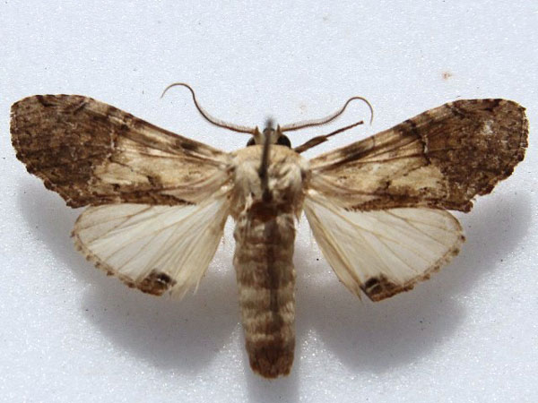 /filer/webapps/moths/media/images/P/persimilis_Disracha_A_Goff_01.jpg