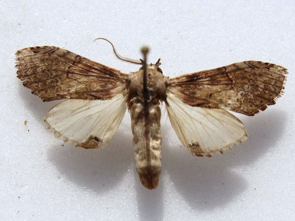 /filer/webapps/moths/media/images/P/persimilis_Disracha_A_Goff_02.jpg