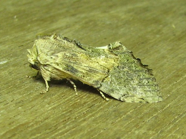 /filer/webapps/moths/media/images/P/persimilis_Disracha_A_Goff_03.jpg