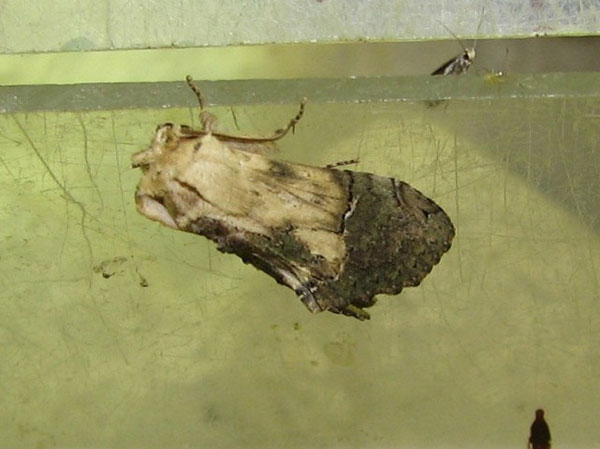/filer/webapps/moths/media/images/P/persimilis_Disracha_A_Goff_04.jpg