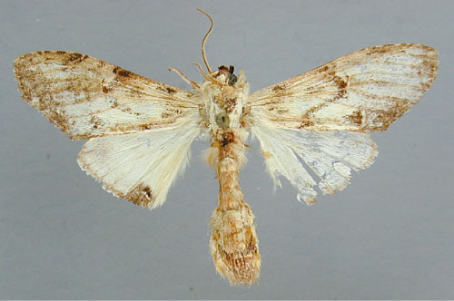 /filer/webapps/moths/media/images/P/persimilis_Disracha_A_RMCA_.jpg