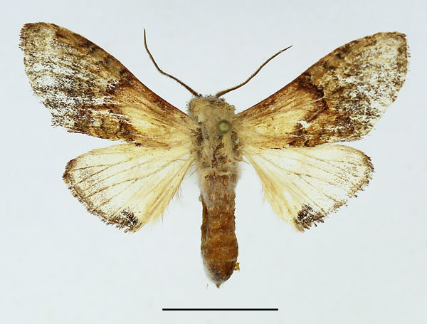 /filer/webapps/moths/media/images/P/persimilis_Stemmatophalera_AF_Basquin_01.jpg