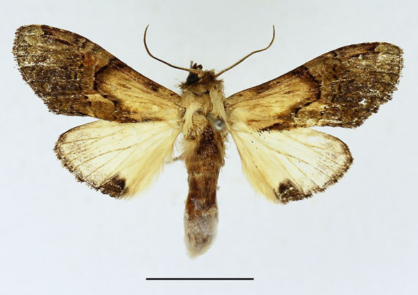 /filer/webapps/moths/media/images/P/persimilis_Stemmatophalera_AF_Basquin_02.jpg