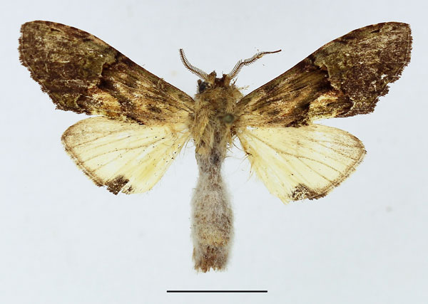 /filer/webapps/moths/media/images/P/persimilis_Stemmatophalera_AM_Basquin_01.jpg