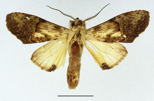 /filer/webapps/moths/media/images/P/persimilis_Stemmatophalera_AM_Basquin_02.jpg