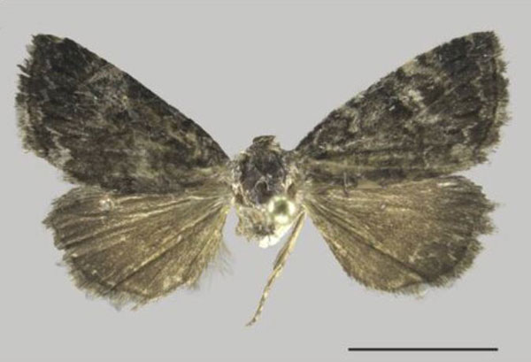 /filer/webapps/moths/media/images/P/persinua_Ozarba_AF_ZMJU.jpg